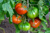 500 BEEFSTEAK TOMATO Lycopersicon Lycopersicum Fruit Vegetable Seeds