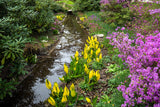 10 Yellow SWAMP LANTERN Moist Lysichiton Americanus Skunk Cabbage Flower Seeds
