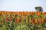 100 DALE SORGHUM Bicolor Syrup Flour Grain Vegetable Seeds