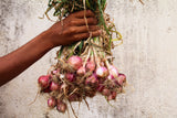100 SCARLET BANDIT Bunching ONION Red Allium Cepa Vegetable Seeds