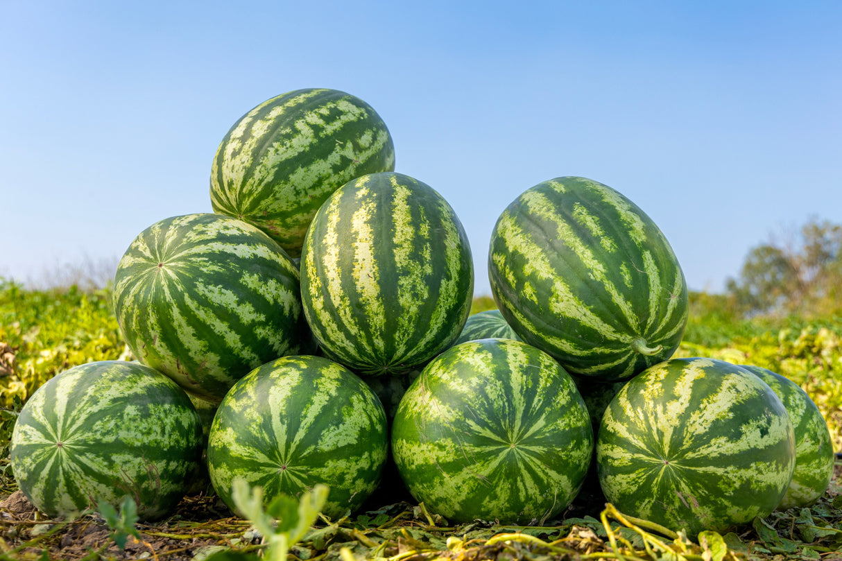 50 Yellow Flesh YELLOW CRIMSON WATERMELON Melon Fruit Vine Seeds