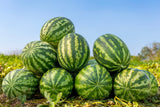 50 Yellow Flesh YELLOW CRIMSON WATERMELON Melon Fruit Vine Seeds