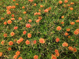 100 Mixed Colors PORTULACA MOSS ROSE Grandiflora Flower Seeds