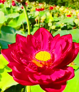 3 Organic Mixed Colors LOTUS Nelumbo Nucifera Pond Water Lily Lilypad Blue Red Flower Large Seeds