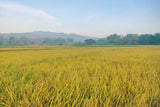 100 Long Grain BROWN WHITE RICE Oryza Sativa Vegetable Seeds
