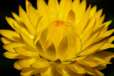 50 YELLOW DOUBLE STRAWFLOWER  Xerochrysum Bracteatum Helichrysum Flower Seeds