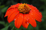 50 RED MEXICAN Torch SUNFLOWER Tithonia Rotundifolia Red Orange Flower Seeds