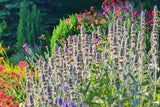 100 Wolly LAMBS EAR Stachys Byzantina Silvery Fuzzy Leaves Purple Flower Seeds