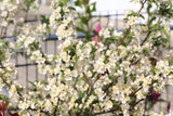 30 Sargent CRAB APPLE Shrub Hummingbird Flower White Red Malus Sargentii Seeds
