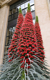 25 TOWER OF JEWELS Red Bugloss Echium Wildpretii Ruby Hummingbird Flower Seeds