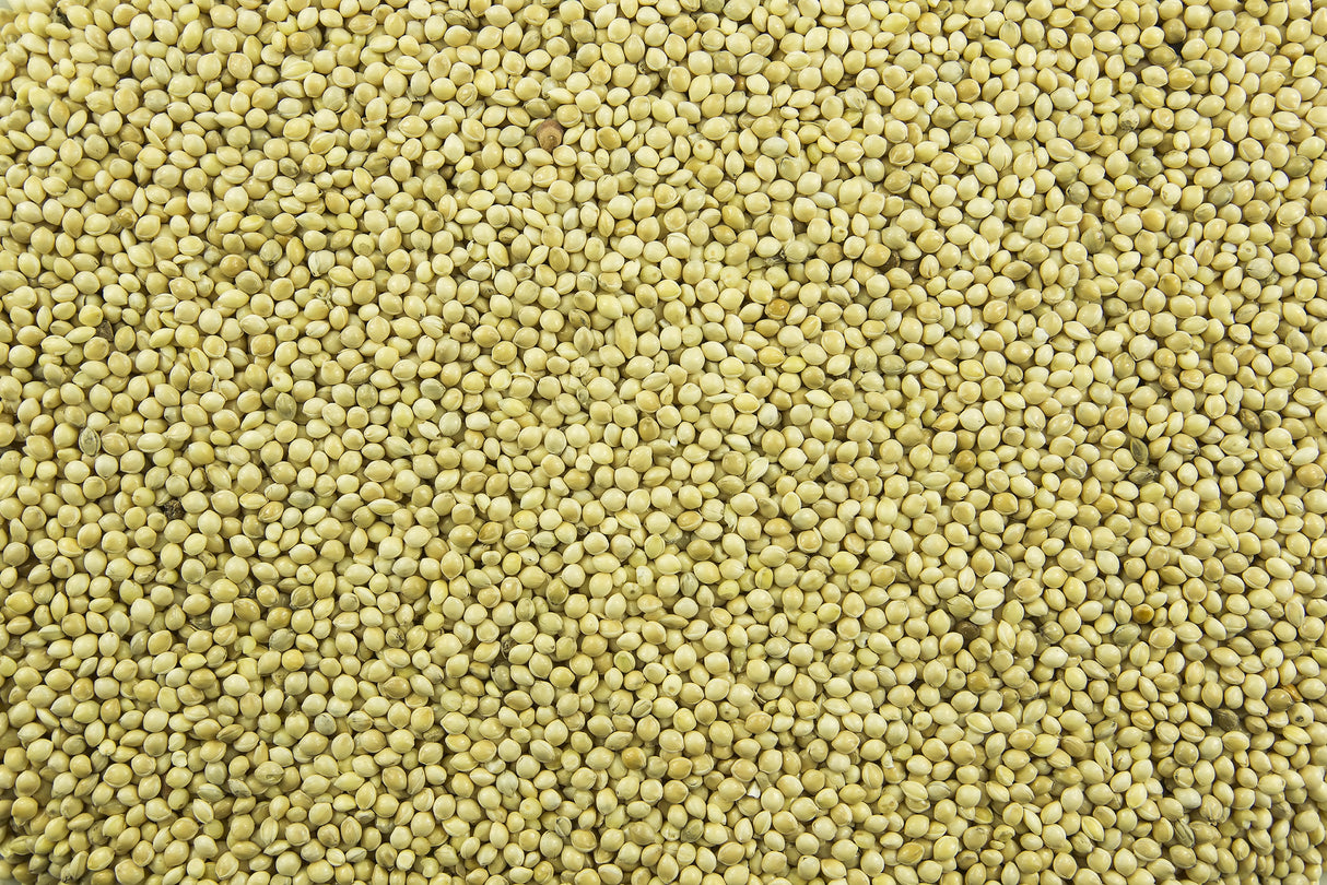 200 PROSO MILLET White Common Panicum Miliaceum Ornamental Grass Vegetable Seeds