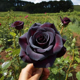 5 BLACK ROSE Rosa Bush Shrub Perennial Flower Seeds