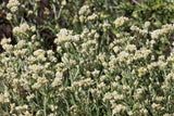 100 White SWEET EVERLASTING Gnaphalium Obtusifolium Butterfly Flower Herb Seeds
