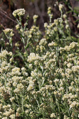 100 White SWEET EVERLASTING Gnaphalium Obtusifolium Butterfly Flower Herb Seeds