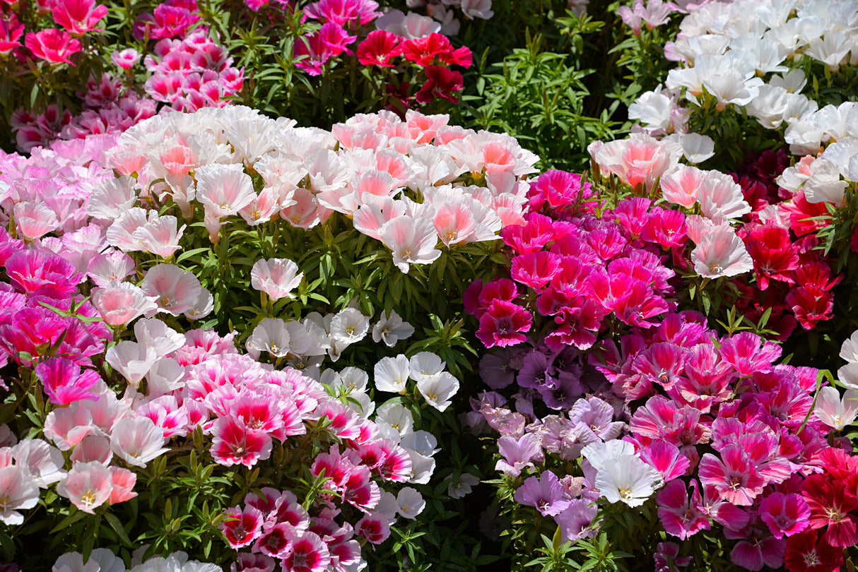 500 DOUBLE DEUCES GODETIA Grandiflora Clarkia Amoena Mixed Colors & Bicolor Flower Seeds