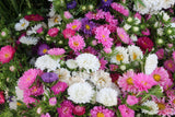 1000 POWDER PUFF ASTER Mix Callistephus Chinensis Flower Seeds