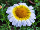 1000 GARLAND CROWN DAISY Chrysanthemum Coronarium Glebionis White Yellow Flower Seeds