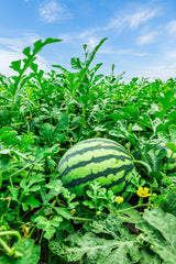 50 TENDERSWEET ORANGE WATERMELON Orange Flesh Citrullus Lanatus Fruit Melon Seeds