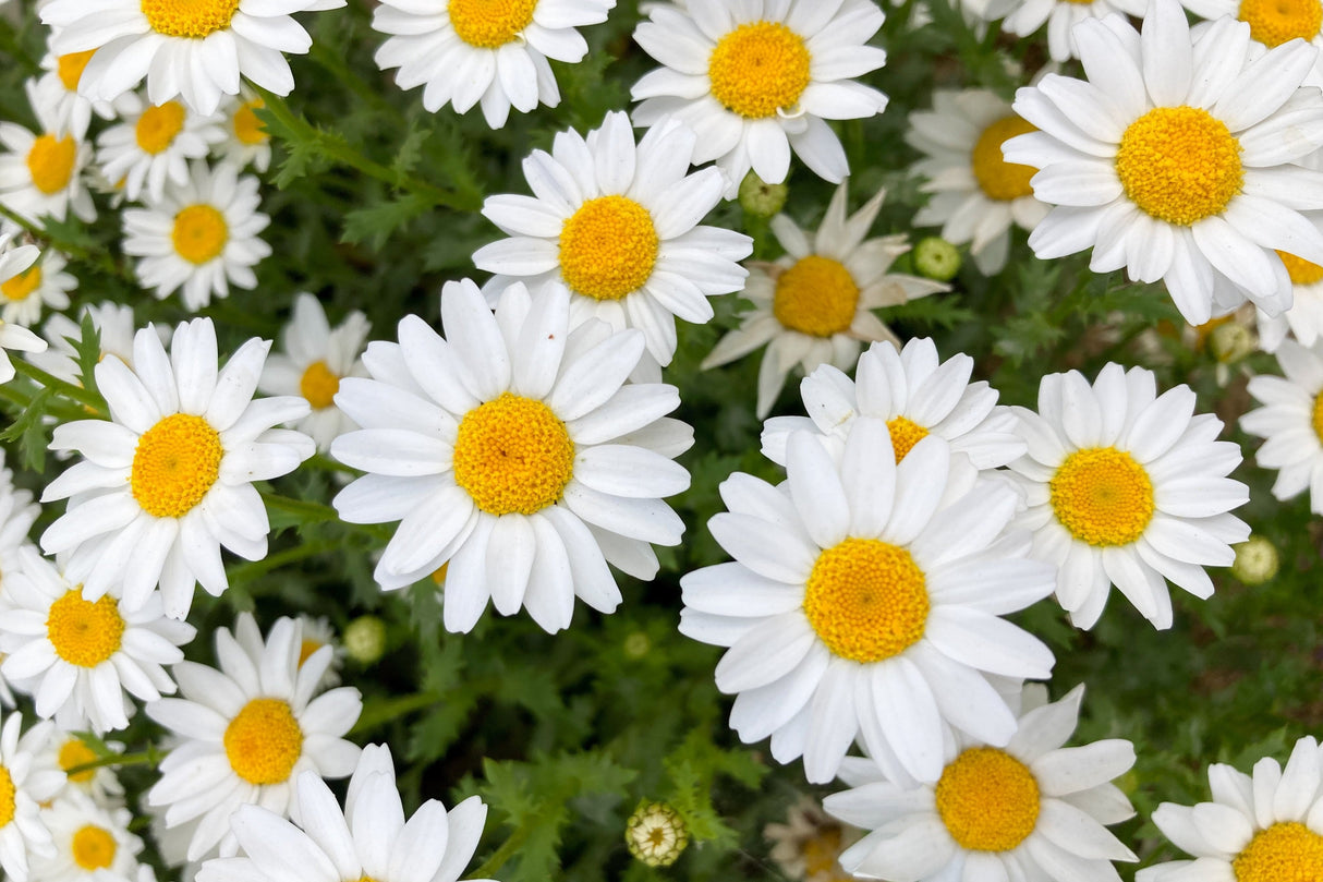 100 White DWARF CREEPING DAISY Chrysanthemum Paludosum Leucanthemum Flower Seeds