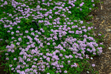 1000 Common GARDEN THYME English, German, French, or Winter Thymus Vulgaris Herb Flower Seeds