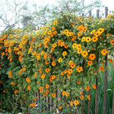 25 MIXED THUNBERGIA Alata VINE Black Eyed Susan Orange White Yellow Flower Seeds