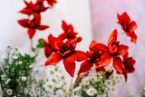 10 RED SILK COTTON Tree Bombax Ceiba Kapok Tropical Flower Seeds