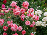 5 PINK ROSE Rosa Bush Shrub Perennial Flower Seeds