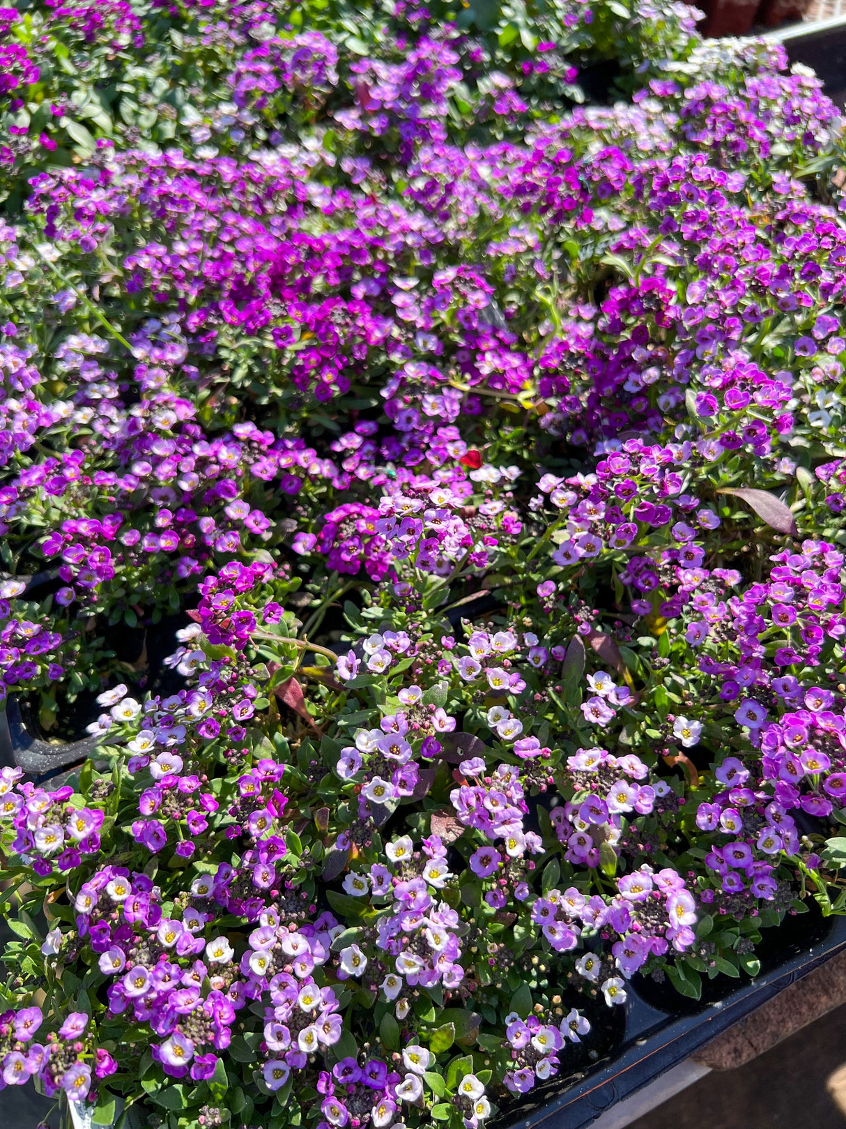 500 Sweet ALYSSUM ROYAL CARPET Lobularia Maritima Violet Blue Flower Seeds
