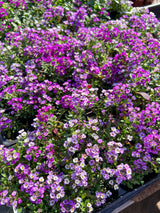 500 Sweet ALYSSUM ROYAL CARPET Lobularia Maritima Violet Blue Flower Seeds