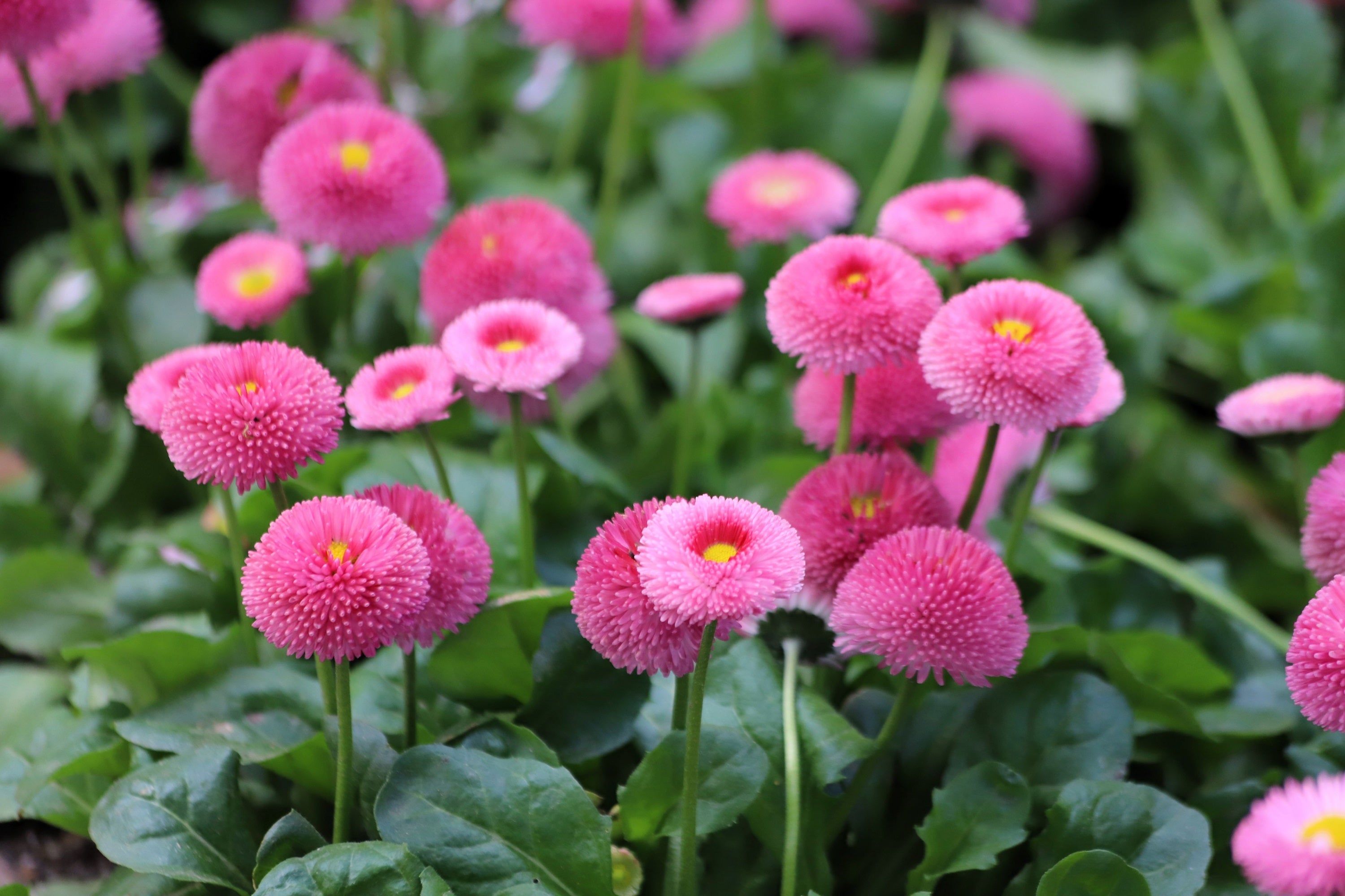 100 PINK ENGLISH DAISY Bellis Perennis Tasso Pink Double Flower Seeds 100 PINK ENGLISH DAISY Bellis Perennis Tasso Pink Double Flower Seeds