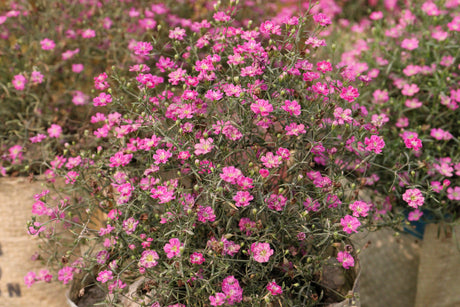 350 RED BABYS BREATH Gypsophila Elegans Baby's Breath Flower Seeds