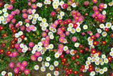100 MIXED Colors ENGLISH DAISY Bellis Perennis Flower Seeds