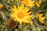 25 YELLOW Torch MEXICAN SUNFLOWER Tithonia Speciosa Flower Seeds