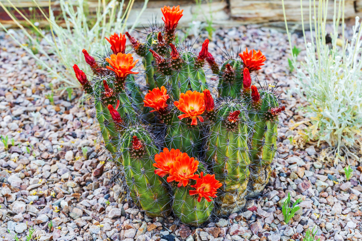 50 CACTUS MIX 'Finest Mixed' Succulent Flower Plant Seeds