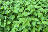 200 STINGING NETTLE Urtica Dioica (aka Common, California, or Bull Nettle / Tread Softly) Flower Seeds