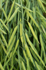 1000 Dwarf ESSEX RAPE KALE Rapeseed Brassica Napus Vegetable Seeds