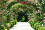 5 PINK CLIMBING ROSE Rosa Bush Vine Climber Fragrant Butterfly Flower Seeds