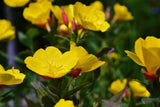 1000 YELLOW EVENING PRIMROSE Oenothera lamarckiana Flower Seeds