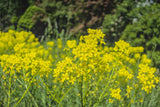 1000 PREMIER KALE Early Hanover Brassica Oleracea Greens Vegetable Seeds