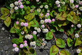 20 PUNCHING BALLS Pink Buttons Persicaria Capitata Polygonum Flower Seeds