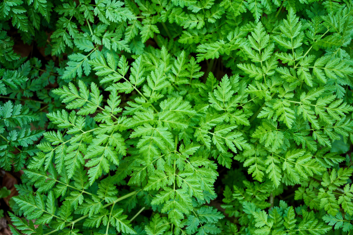 20 SWEET CICELY Myrrhis Odorata Herb Fragrant Flower Licorice Flavor Seeds