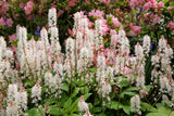20 HEARTLEAF FOAMFLOWER White & Pink Tiarella Wherryi Coolwort Flower Seeds