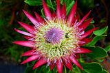 5 Giant KING PROTEA Cynaroides Sugarbush Rare 12" Flower Seeds