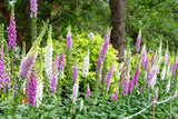 1000 FOXGLOVE EXCELSIOR MIX Digitalis Purpurea Mixed Colors Flower Seeds