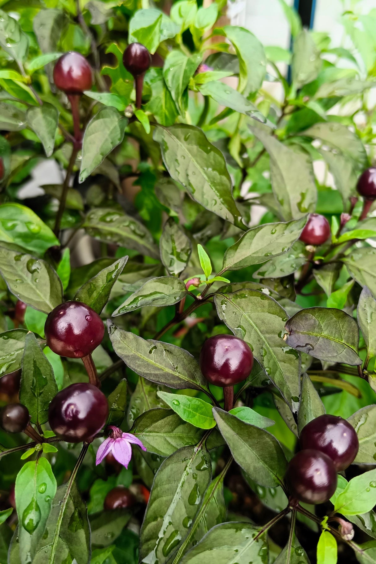 20 FILIUS BLUE PEPPER Capiscum Annuum Christmas Pepper Vegetable Seeds