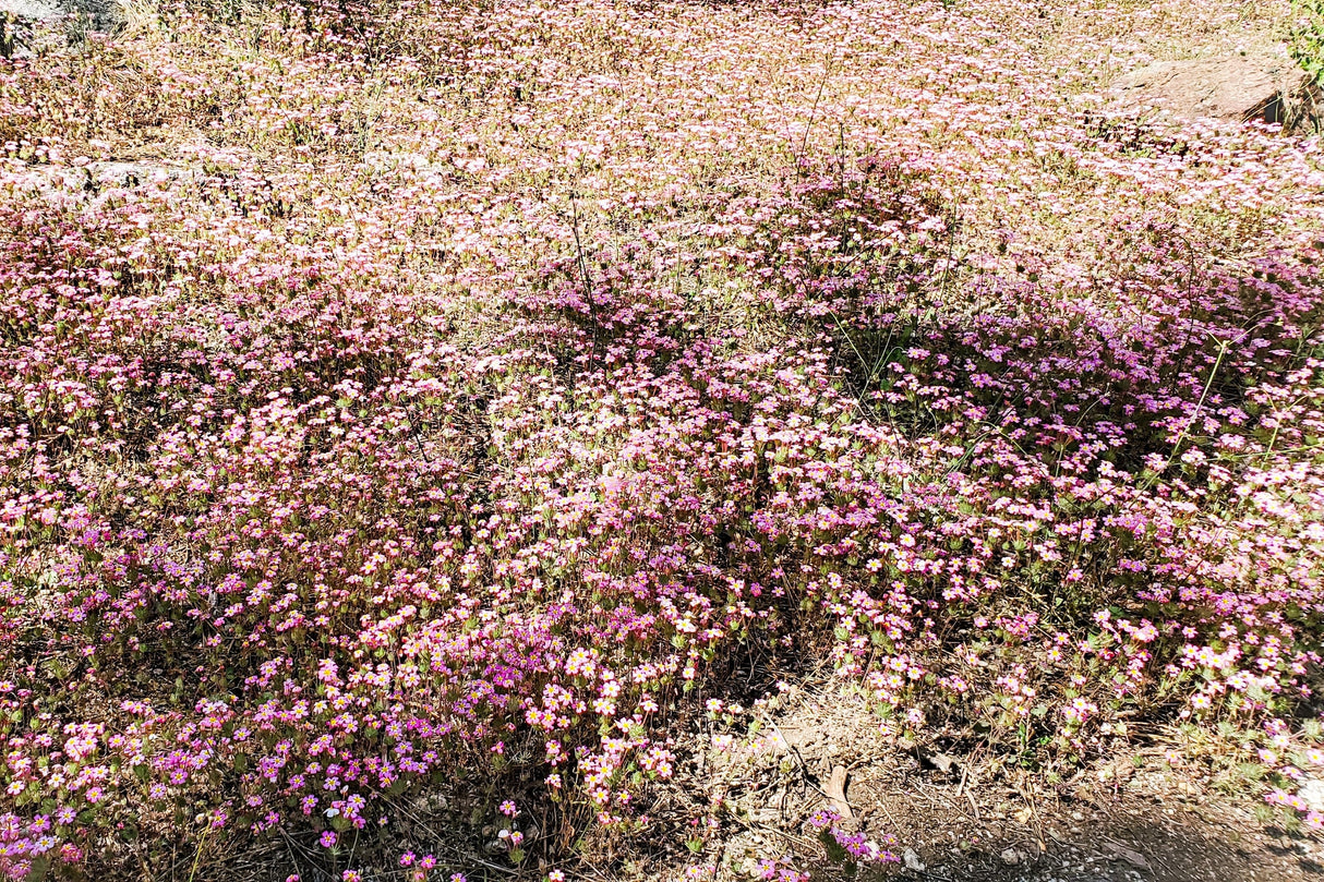 350 RED BABYS BREATH Gypsophila Elegans Baby's Breath Flower Seeds