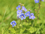 25 BLUE STREAK SPEEDWELL Veronica Gentianoides Flower Seeds