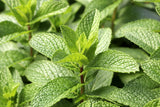 50 WHITE WOOD MINT Mentha Arvensis Wild Field Herb Flower Seeds