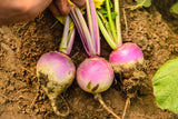 3000 PURPLE Top WHITE Globe TURNIP Brassica Rapa Vegetable Seeds