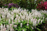 20 HEARTLEAF FOAMFLOWER White & Pink Tiarella Wherryi Coolwort Flower Seeds